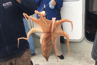 1 lb 4 oz Octopus by Steve Wild