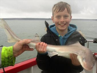 7 lb Smooth-hound by Unknown