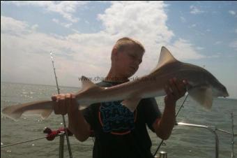 17 lb Starry Smooth-hound by Unknown