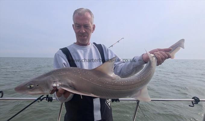 11 lb Starry Smooth-hound by Simon