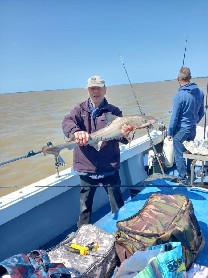 11 lb Smooth-hound (Common) by Unknown