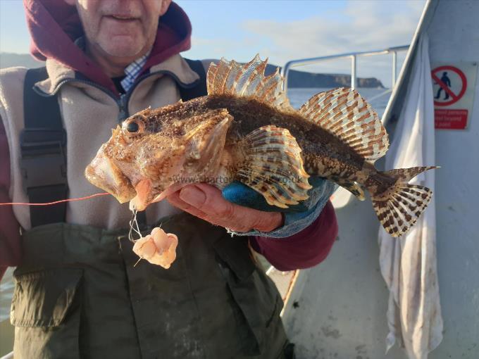 5 oz Short-spined Sea Scorpion by Ken wood from Malton