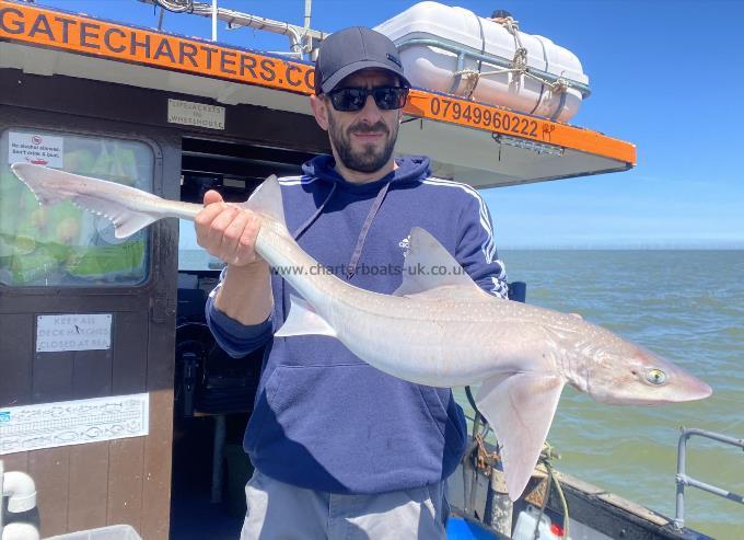 11 lb Smooth-hound by Unknown