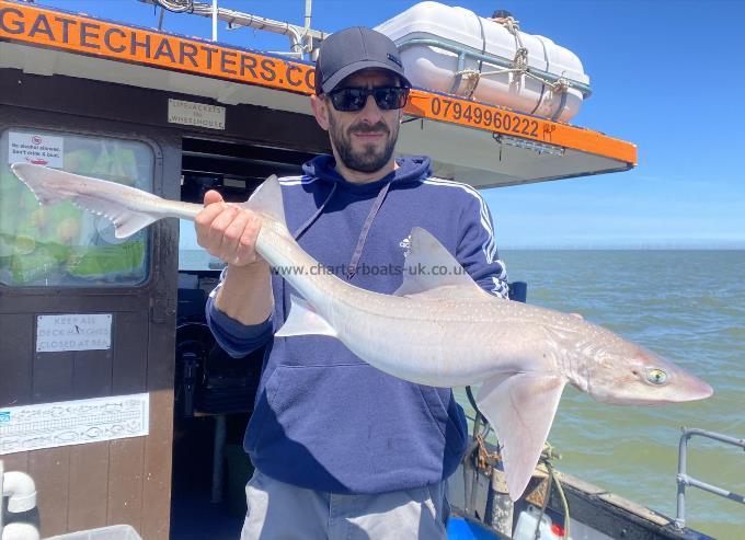 11 lb Smooth-hound (Common) by Unknown