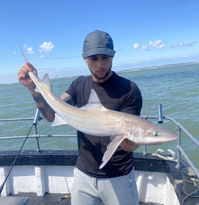 9 lb Smooth-hound by Unknown