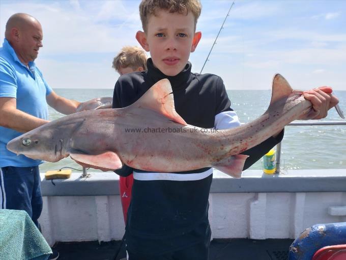 6 lb Starry Smooth-hound by Jake