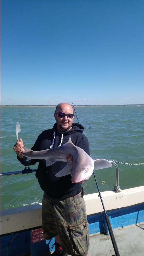 15 lb Starry Smooth-hound by Unknown