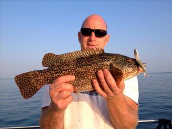 4 lb Ballan Wrasse by Reggie