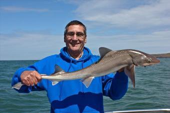 10 lb Starry Smooth-hound by John  Carter
