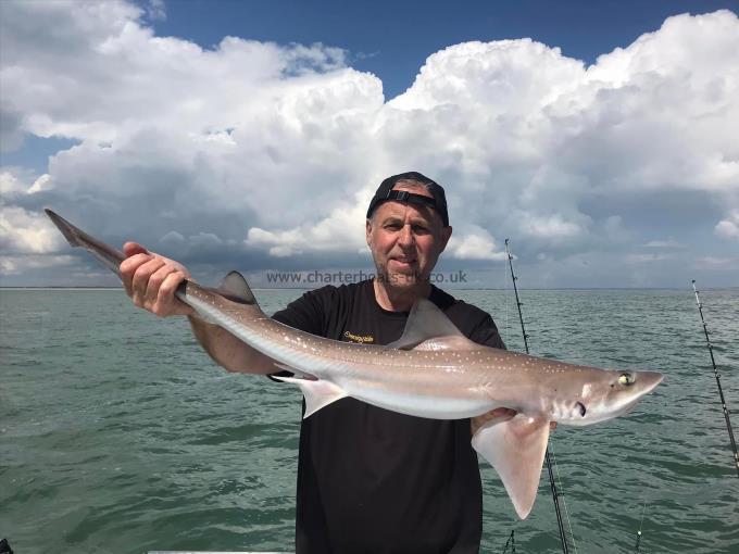 8 lb Smooth-hound by Unknown