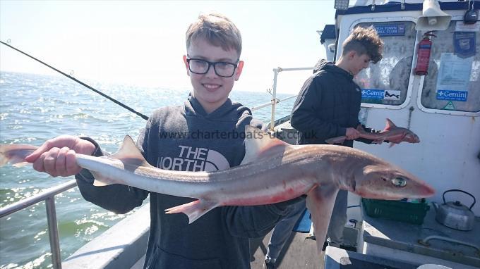 4 lb 3 oz Smooth-hound (Common) by Jimmy from Dartford