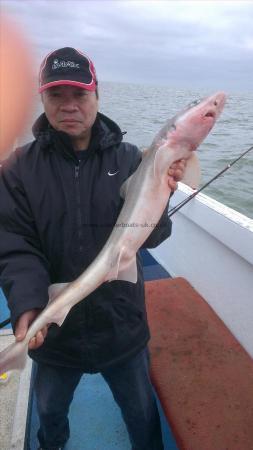 8 lb 4 oz Smooth-hound (Common) by rick