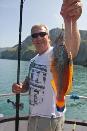 1 lb Cuckoo Wrasse by Ian Ashton