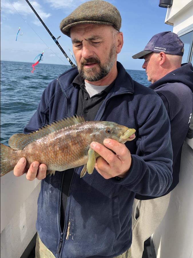 3 lb 8 oz Ballan Wrasse by Unknown