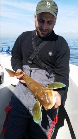 4 lb 10 oz Tub Gurnard by Unknown