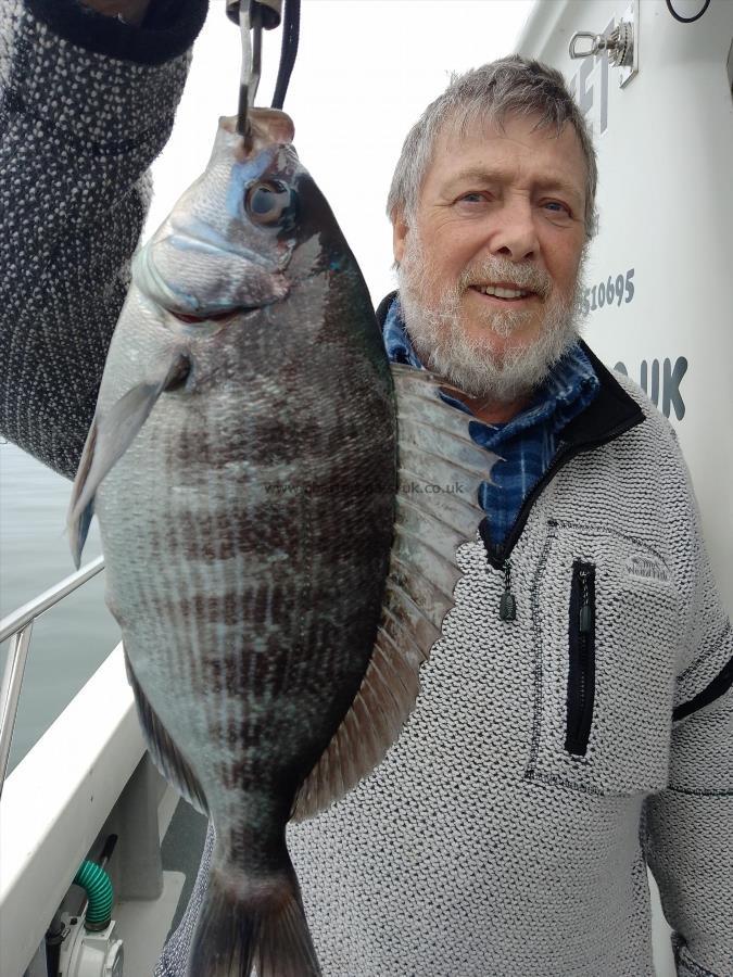 1 lb Black Sea Bream by Unknown