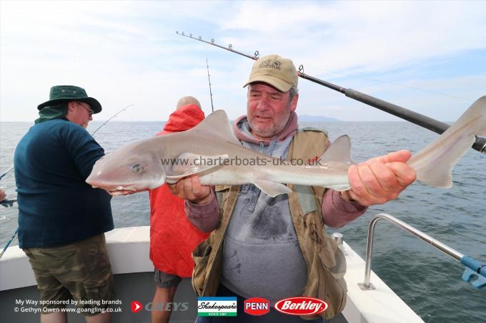 12 lb Starry Smooth-hound by Parky