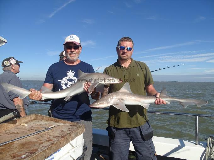 2 oz Smooth-hound by Unknown