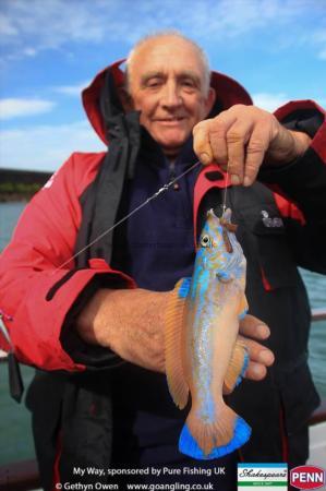 1 lb Cuckoo Wrasse by Peter