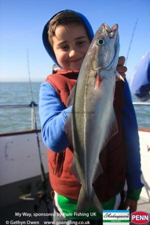 2 lb Coalfish (Coley/Saithe) by Nathan