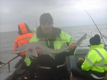 8 lb Starry Smooth-hound by Steve