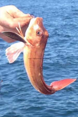 2 lb Red Gurnard by Mackerel Mick