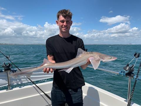 7 lb Starry Smooth-hound by Jamie