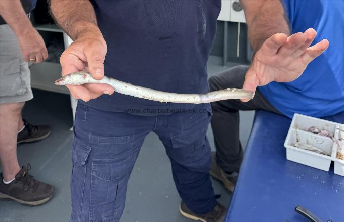 1 lb European Eel by Steve