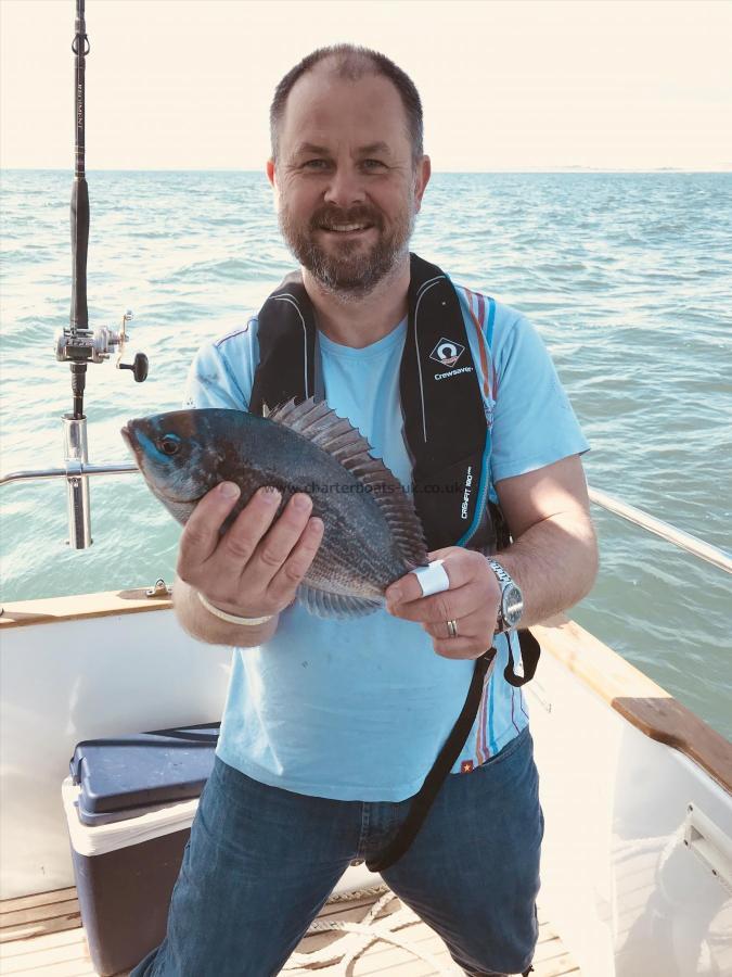 2 lb Black Sea Bream by Unknown