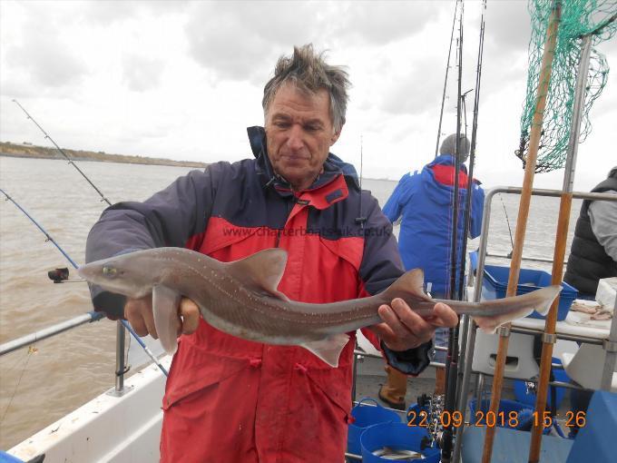 4 lb Starry Smooth-hound by Bernard