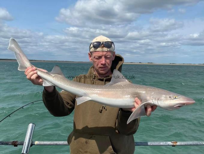 9 lb Starry Smooth-hound by Unknown