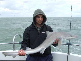 11 lb Starry Smooth-hound by ben