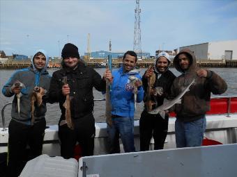 1 lb Lesser Spotted Dogfish by Josephs  Team