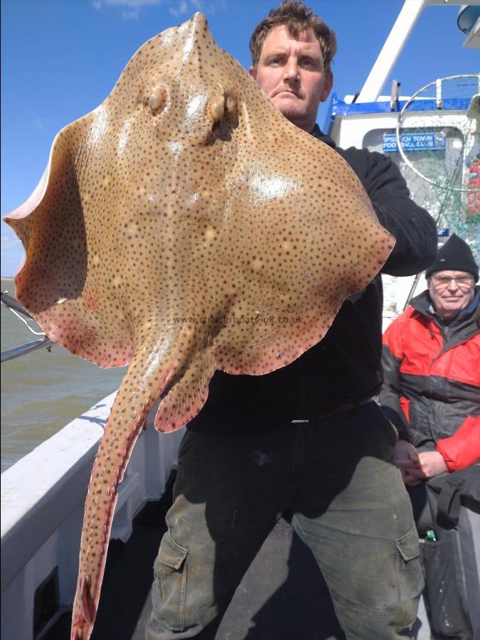 17 lb Blonde Ray by David