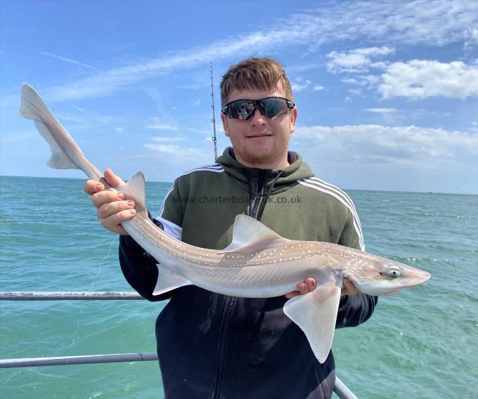 5 lb Smooth-hound by Unknown