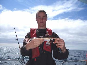 1 Kg Grey Gurnard by Unknown