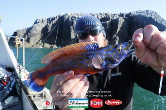 1 lb Cuckoo Wrasse by Tom