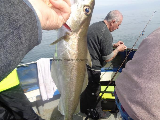 4 lb Pollock by inshore pollack