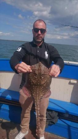 5 lb Thornback Ray by Unknown