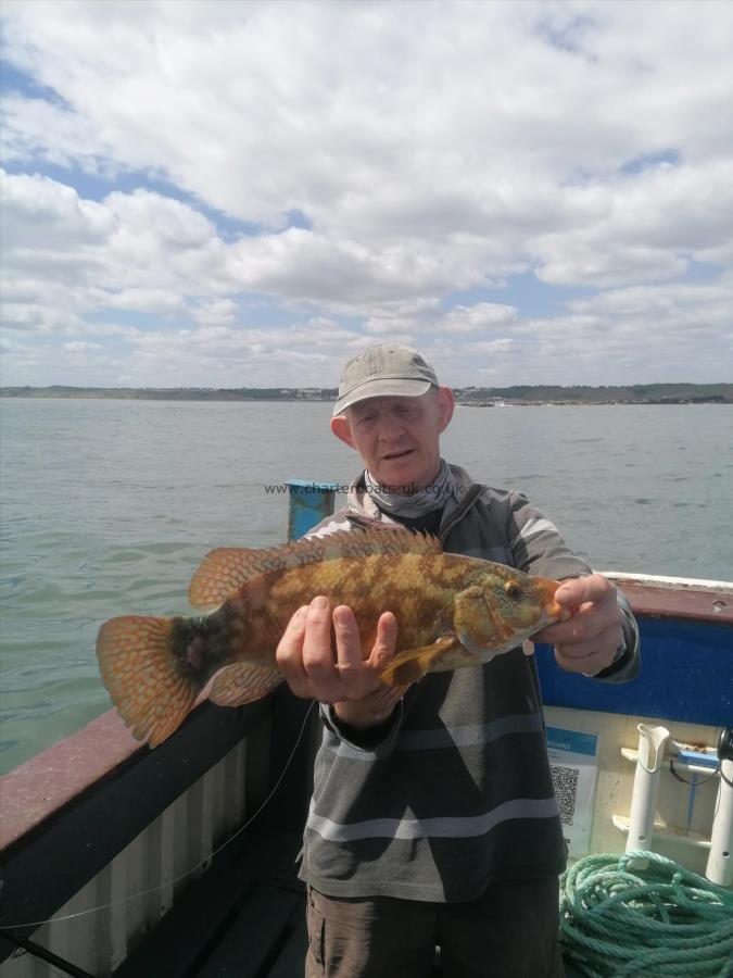 5 lb 2 oz Ballan Wrasse by Unknown