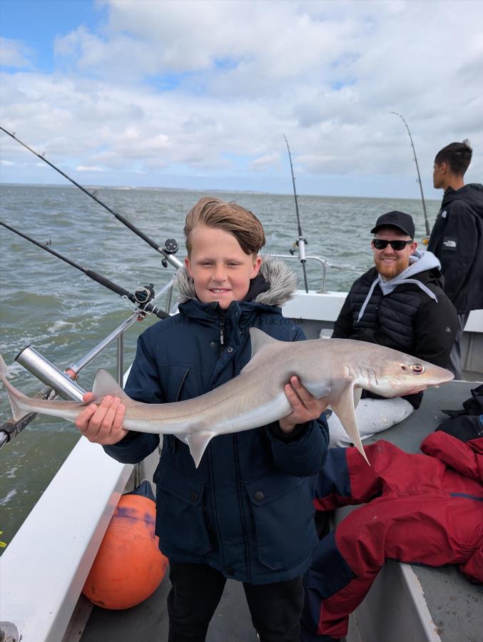 6 lb Starry Smooth-hound by Harry