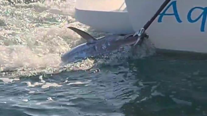 210 lb Bluefin Tuna by Wayne