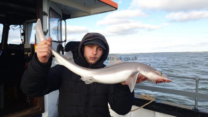 9 lb 5 oz Starry Smooth-hound by Unknown