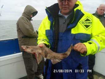 2 lb 3 oz Lesser Spotted Dogfish by Paul Coverley Gateshead,