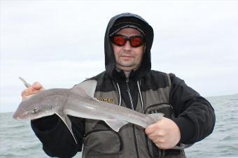 6 lb Starry Smooth-hound by Gary