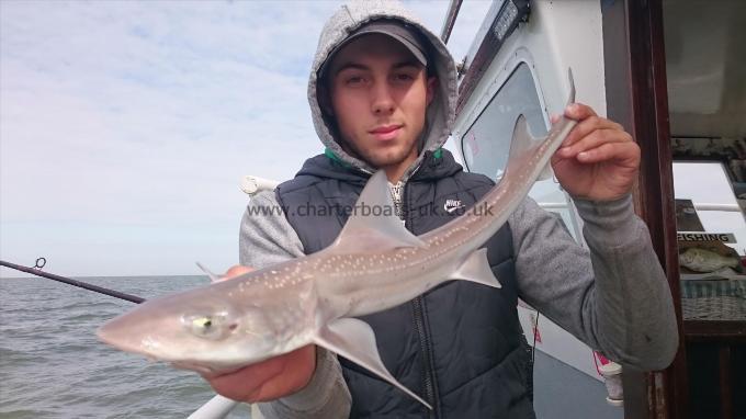 6 lb 5 oz Starry Smooth-hound by Dan from Kent