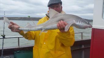 10 lb Starry Smooth-hound by Unknown