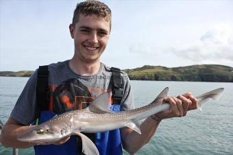 6 lb Starry Smooth-hound by Sean