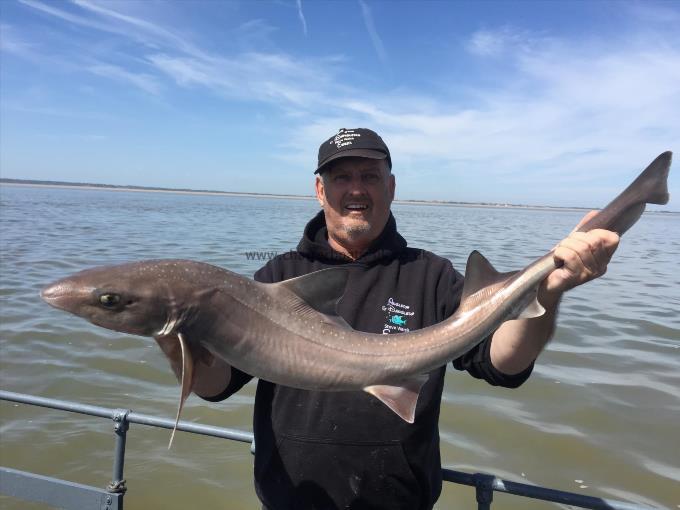 13 lb Smooth-hound (Common) by Unknown