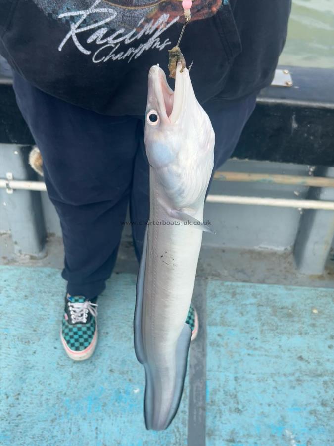 2 oz Conger Eel by Ellie